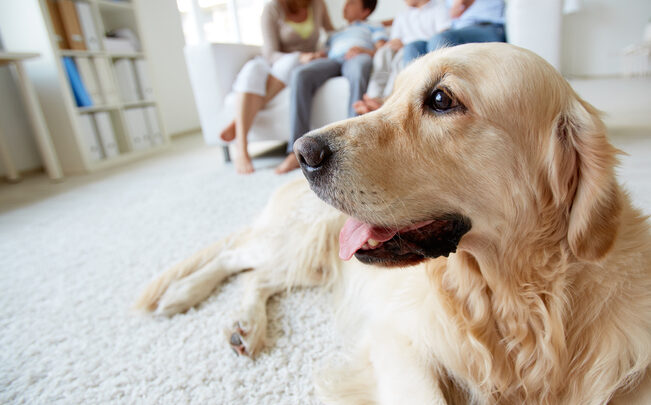 Cómo eliminar las manchas de mascotas en casa