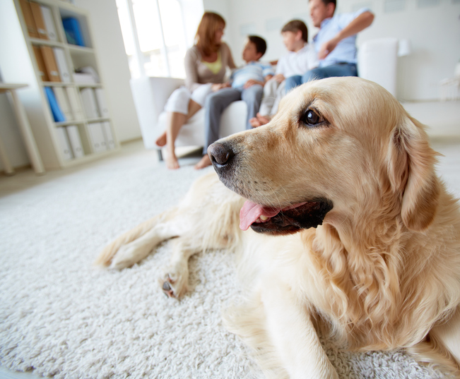 Cómo eliminar las manchas de mascotas en casa