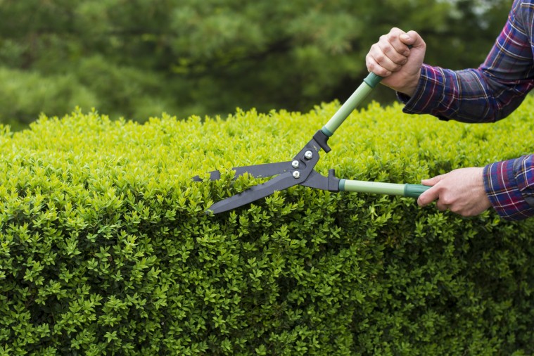Cómo cuidar los setos del jardín