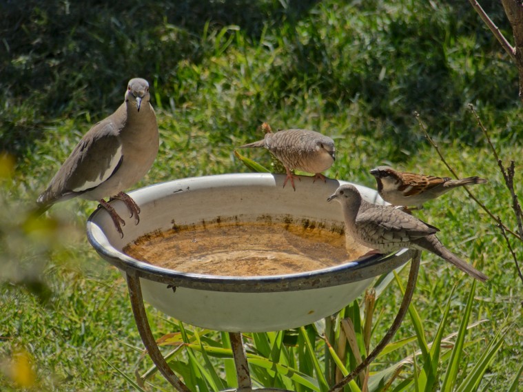 Cómo ahuyentar palomas y pequeños animales de nuestro jardín