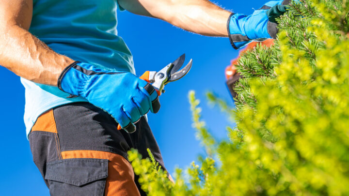 Servicio de jardinería profesional para espacios cuidados