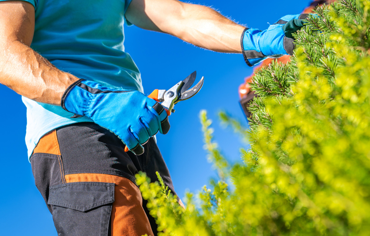 Servicio de jardinería profesional para espacios cuidados